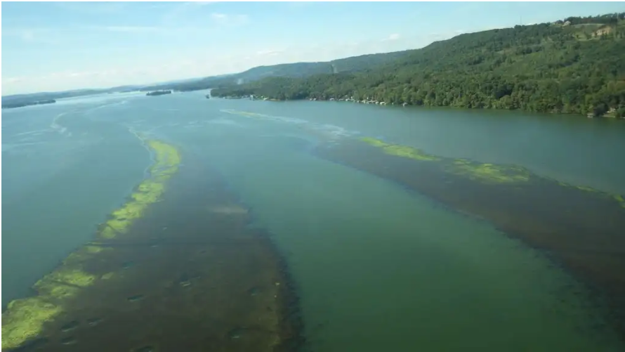 How to fish grass lines on TVA lakes