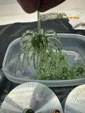 Grass Bomb urchin style baits